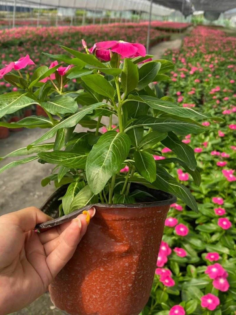 长春花，双色16杯长春花，长春花种植基地