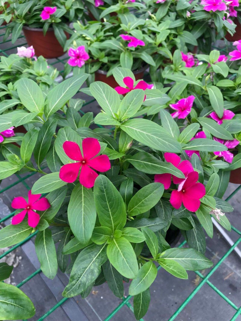 长春花，双色16杯长春花，长春花种植基地