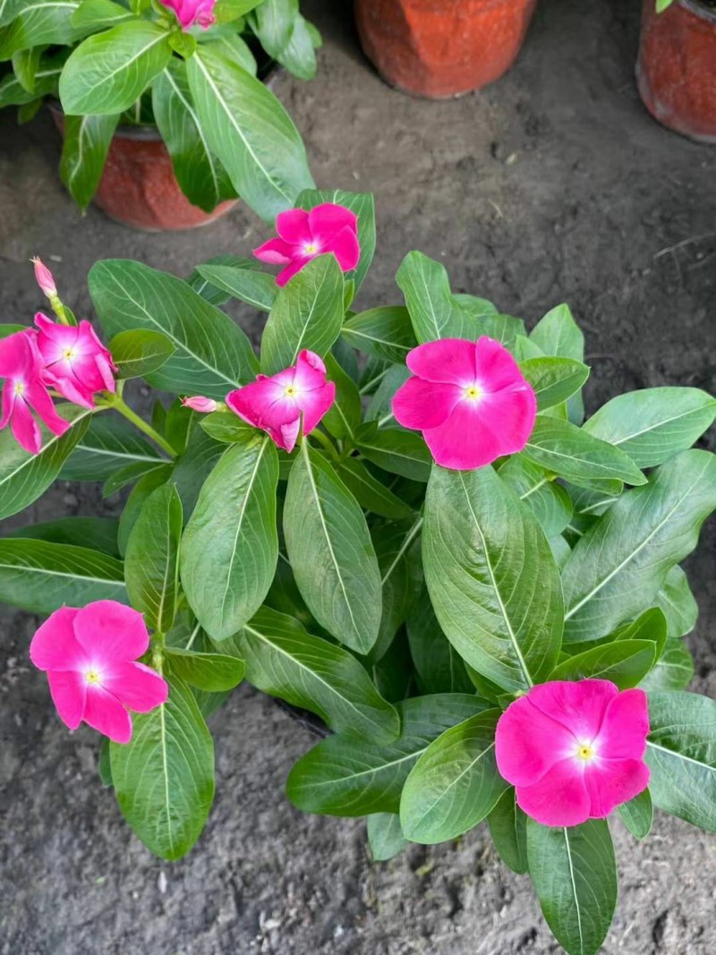 长春花，双色16杯长春花，长春花种植基地