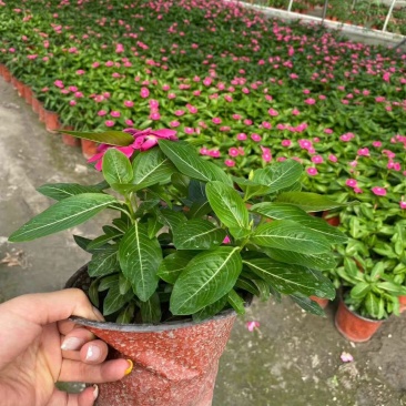 长春花，双色16杯长春花，长春花种植基地