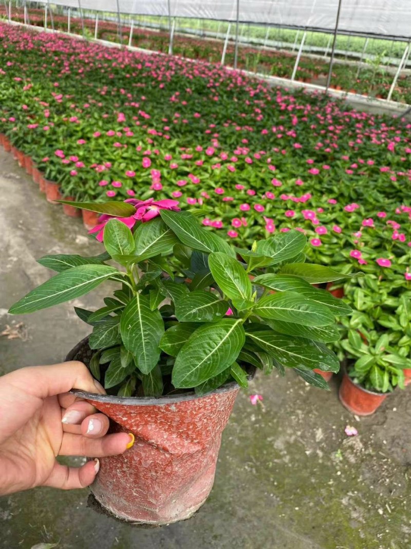 长春花，双色16杯长春花，长春花种植基地