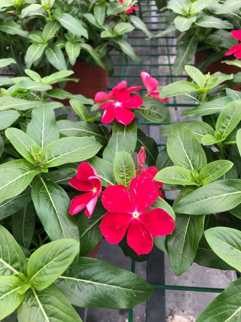 长春花，双色16杯长春花，长春花种植基地