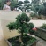 盆景罗汉松，矮桩罗汉松，矮桩盆景，室内盆景罗汉松
