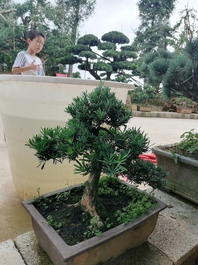 盆景罗汉松，矮桩罗汉松，矮桩盆景，室内盆景罗汉松