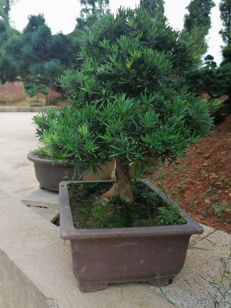 盆景罗汉松，矮桩罗汉松，矮桩盆景，室内盆景罗汉松