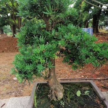 盆景罗汉松，矮桩罗汉松，矮桩盆景，室内盆景罗汉松