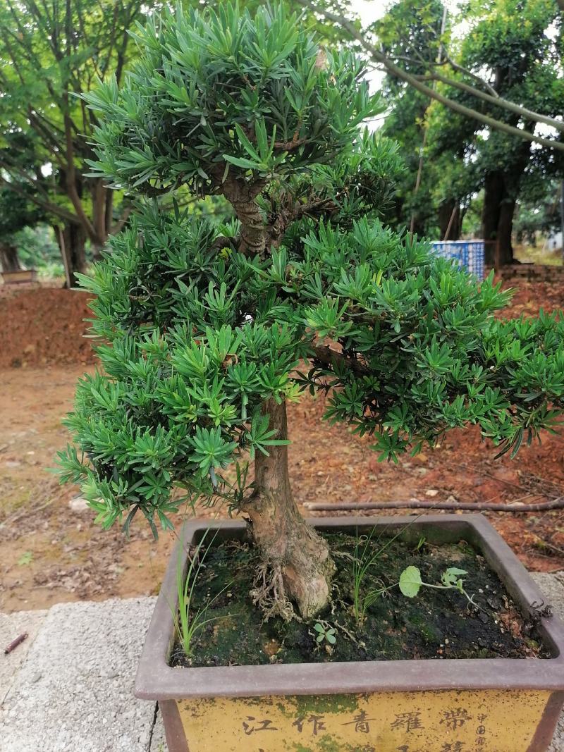 盆景罗汉松，矮桩罗汉松，矮桩盆景，室内盆景罗汉松