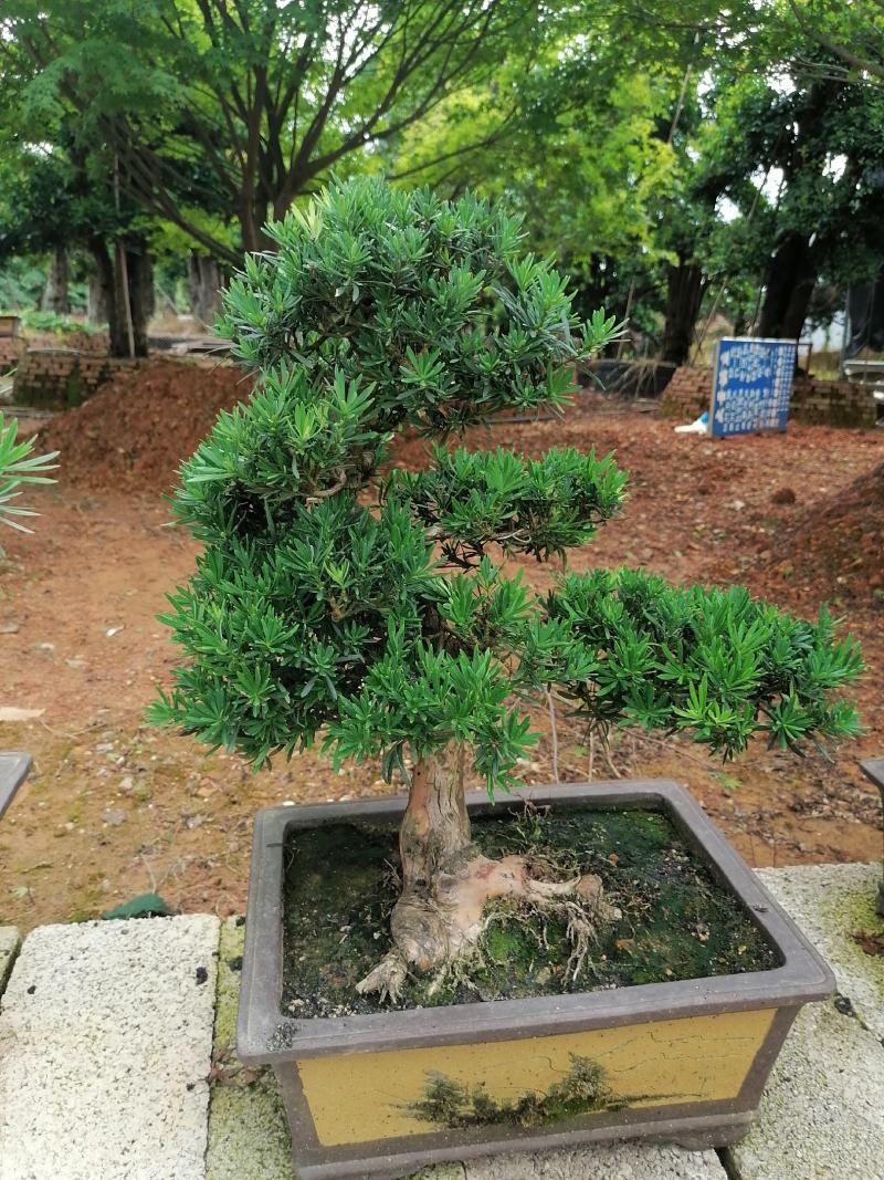 盆景罗汉松，矮桩罗汉松，矮桩盆景，室内盆景罗汉松
