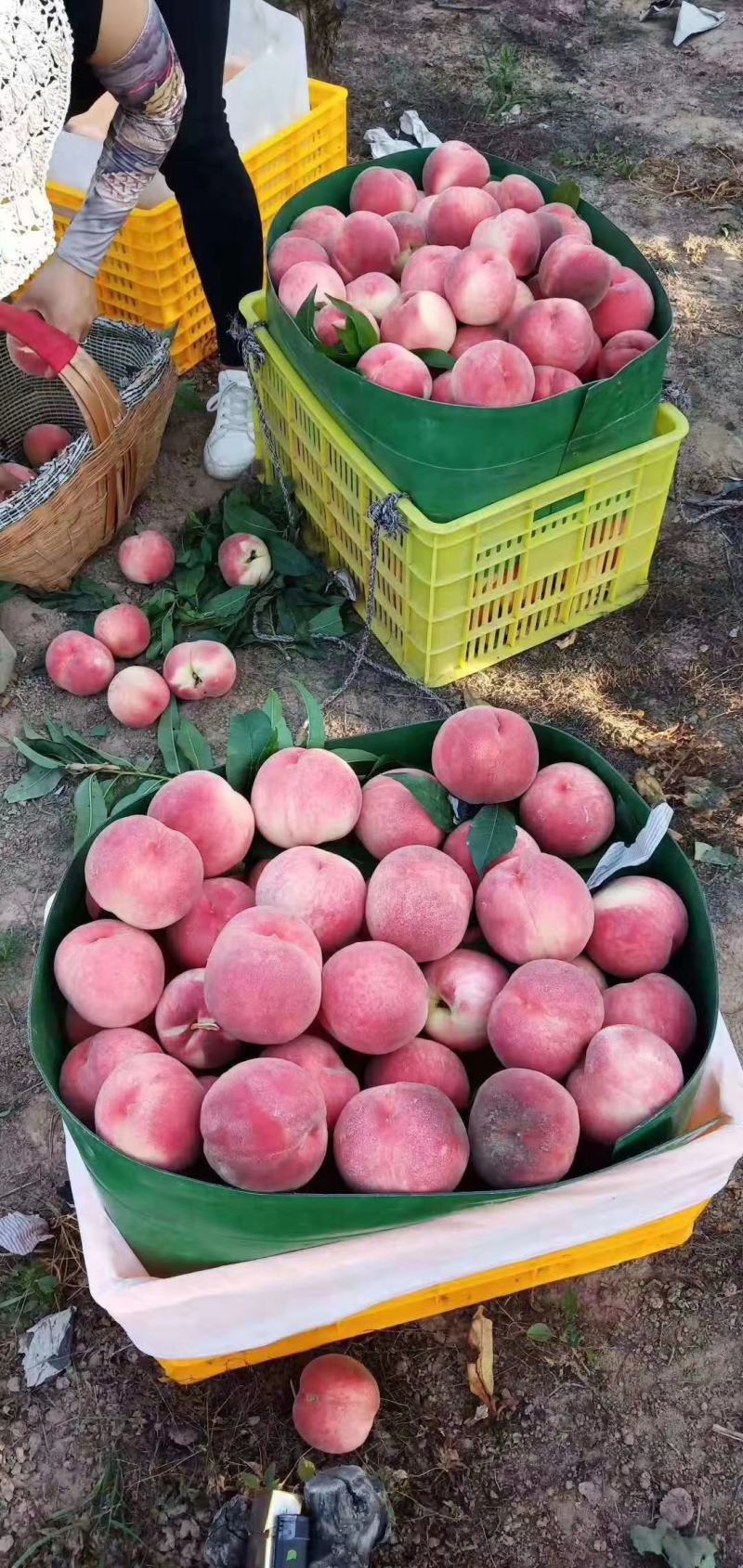 秦安蜜桃