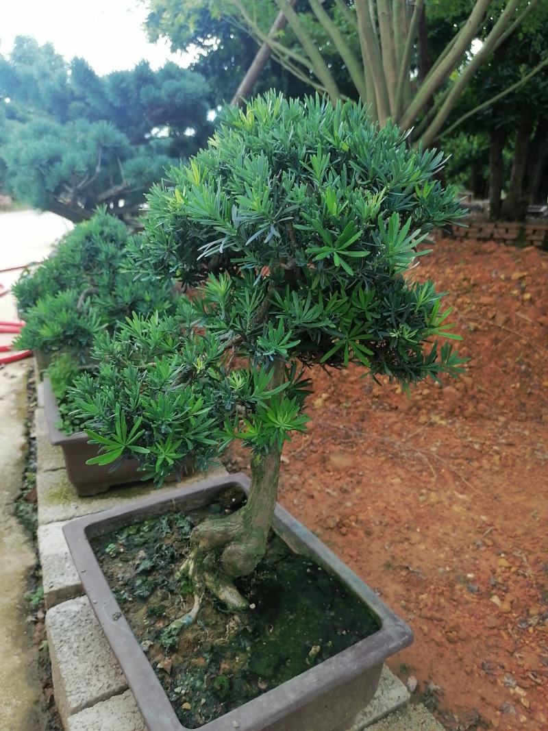 盆景罗汉松，矮桩罗汉松，矮桩盆景，室内盆景罗汉松