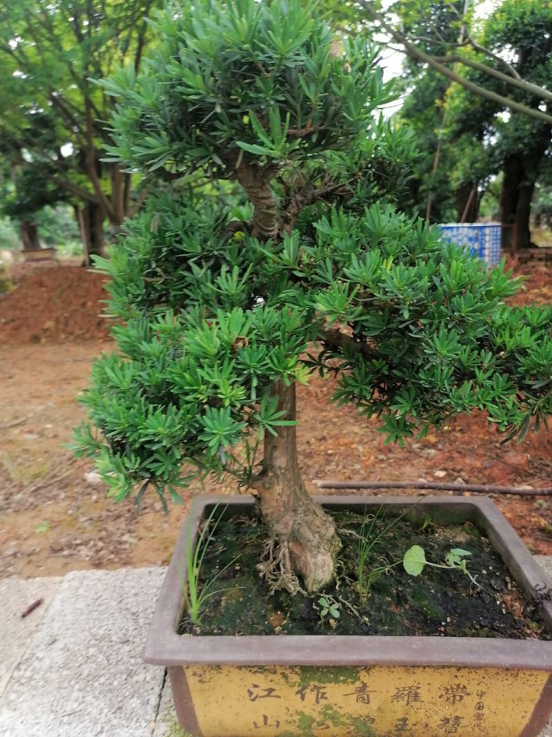 盆景罗汉松，矮桩罗汉松，矮桩盆景，室内盆景罗汉松