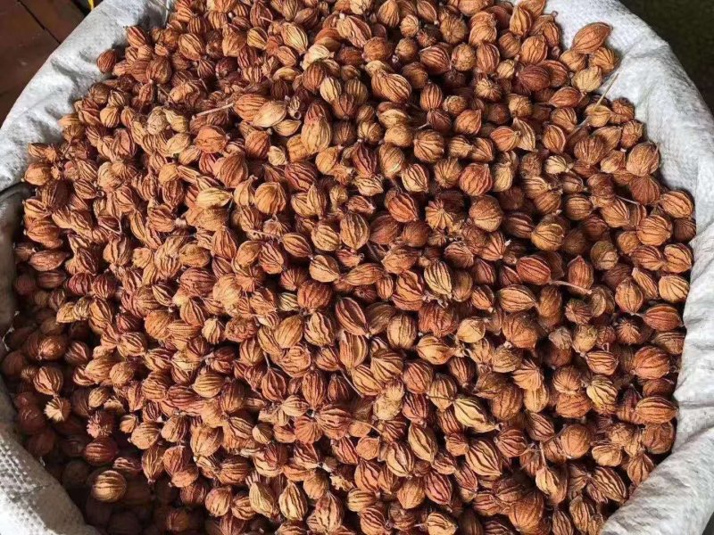香砂优质香砂仁卤水炖肉麻辣烫火锅香料