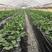 草莓苗接受预订优质草莓苗品种齐全山东草莓苗批发