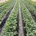 草莓苗接受预订优质草莓苗品种齐全山东草莓苗批发