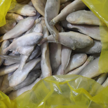 精品黄花鱼（工厂直销）解冻分量足