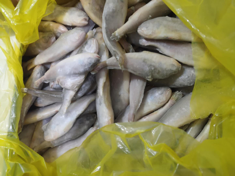 精品黄花鱼（工厂直销）解冻分量足