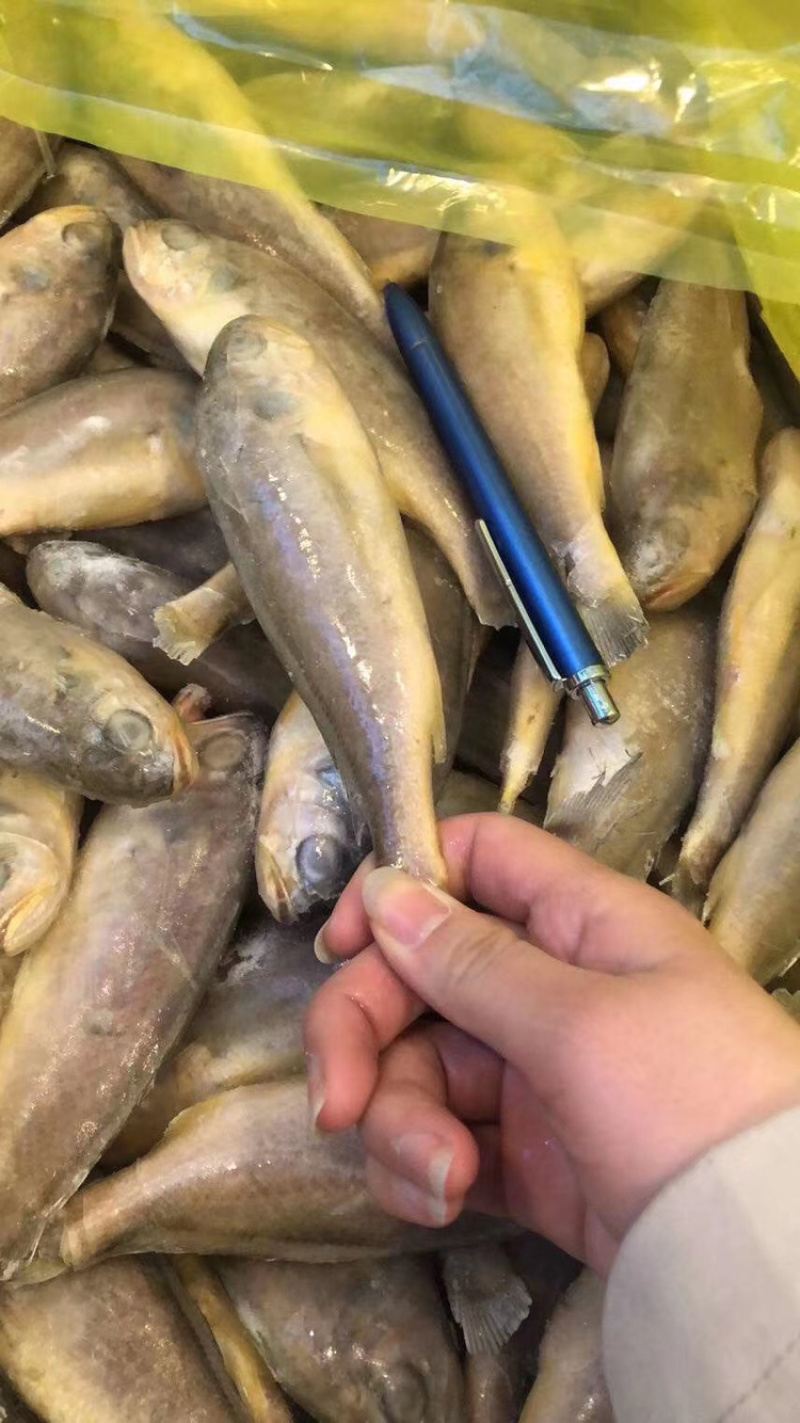 精品黄花鱼（工厂直销）解冻分量足