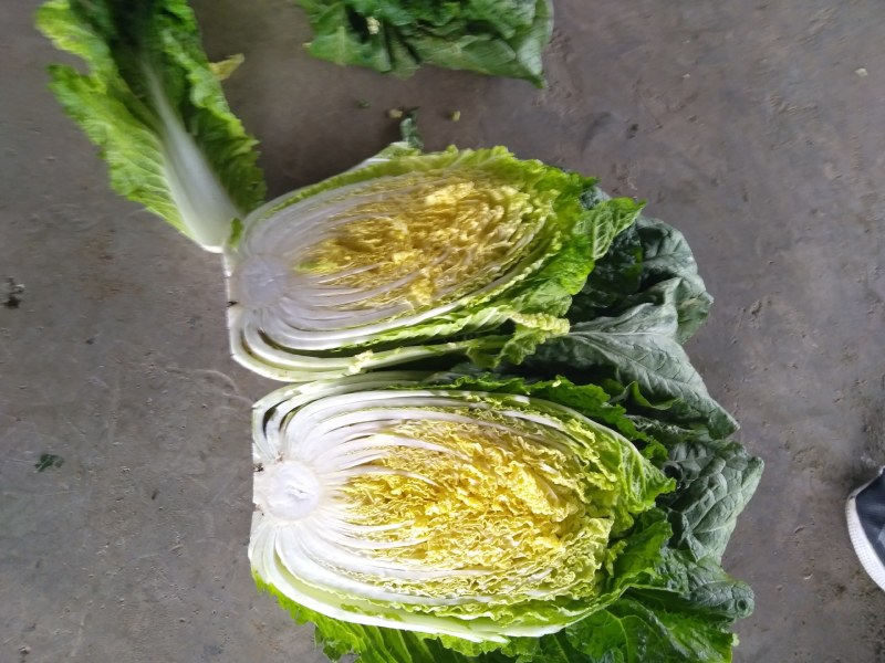 兰陵县春季黄心大白菜，无虫眼，无烧心，产地直发一条龙服务