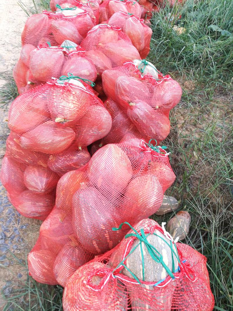 香芋南瓜秋季红沙土山地种植