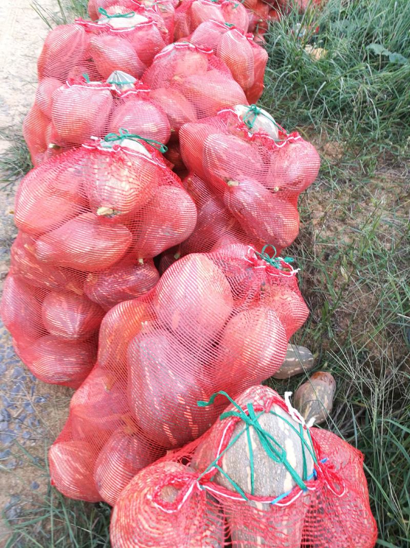 香芋南瓜秋季红沙土山地种植