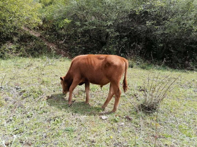 西门塔尔牛，价格优惠
