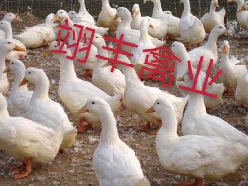 云南鹅苗-大种白鹅苗，诚信经营，已做好疫苗提供技术指导！