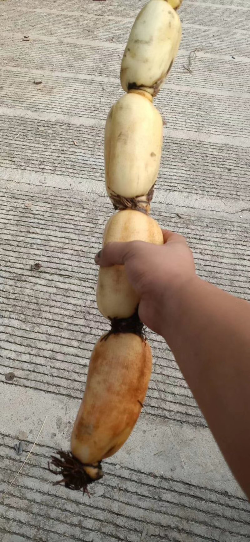 精品大白早藕价格美丽，质量有保证。每天可供货三万斤