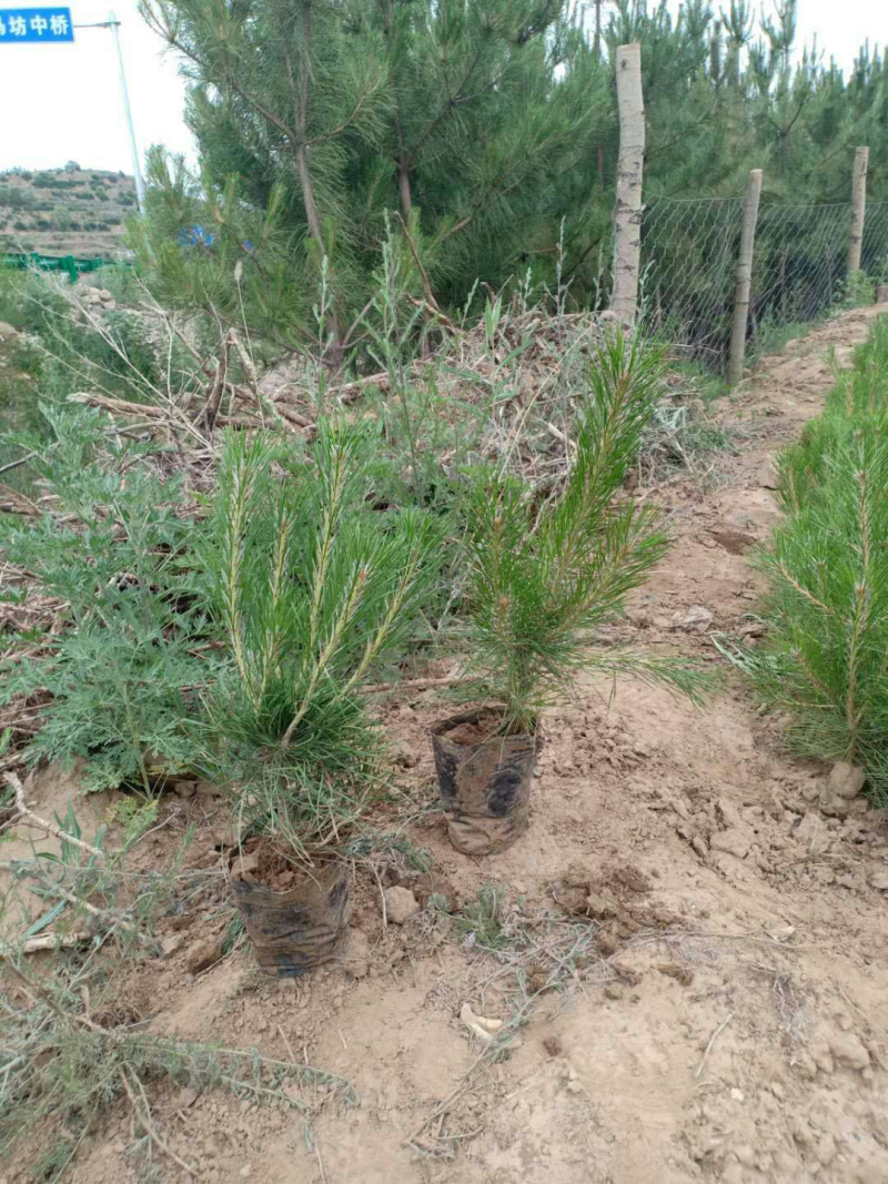 杯苗油松树形优美，山区旱地苗，成活率高