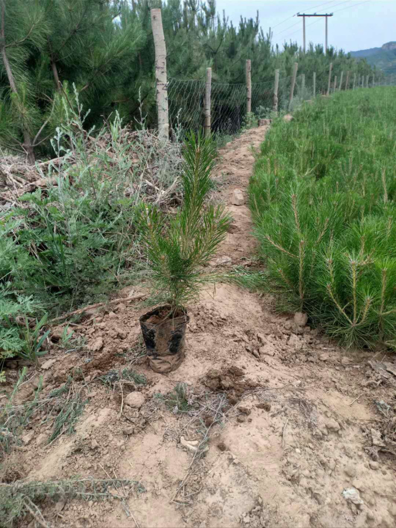 杯苗油松树形优美，山区旱地苗，成活率高