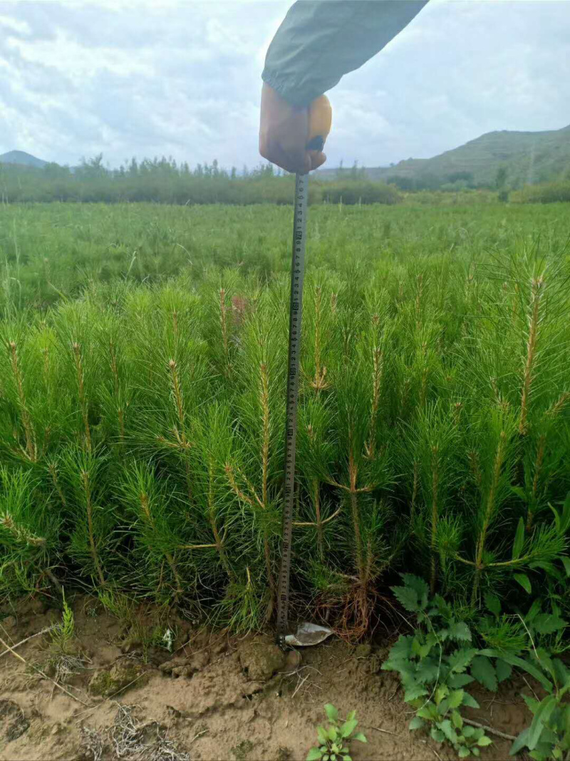 杯苗油松树形优美，山区旱地苗，成活率高