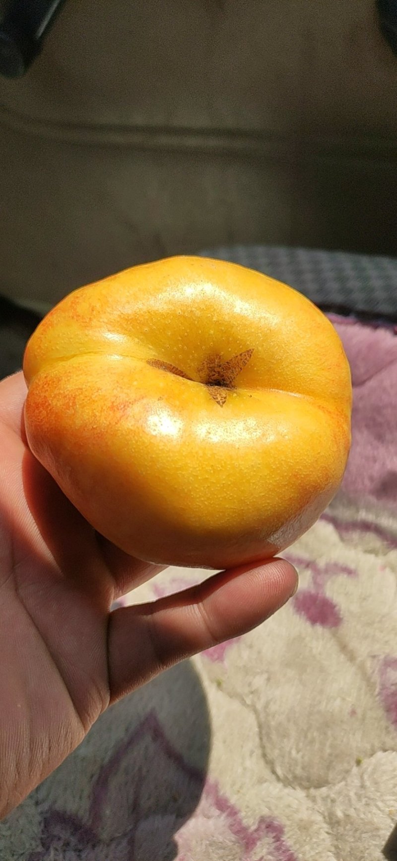 油蟠桃