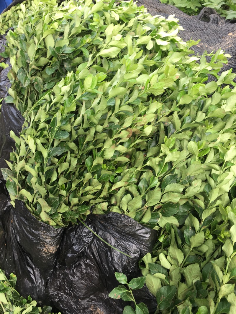 江苏优质卫矛卫矛苗卫矛球苗圃基地直发现挖现卖可视频看货
