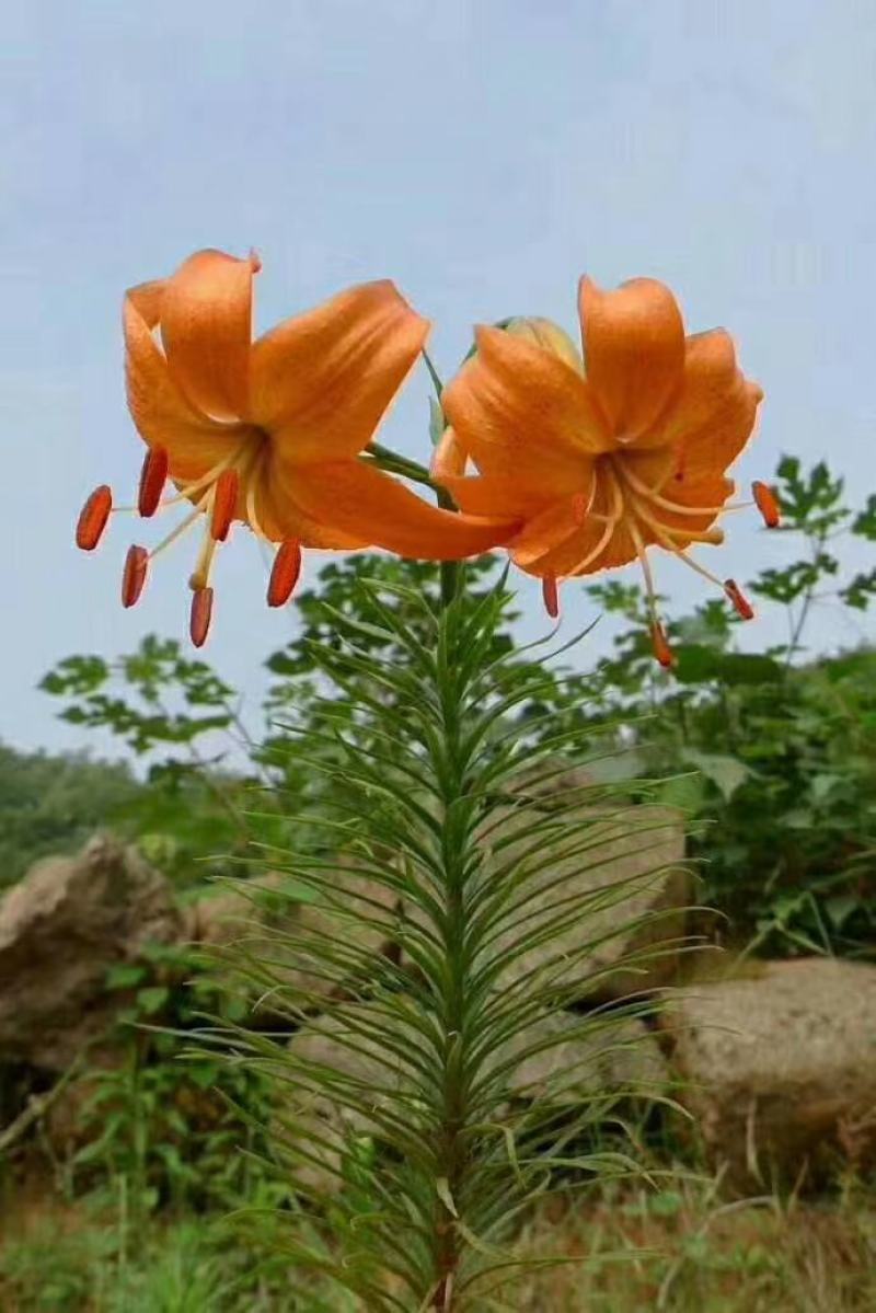 甘肃兰州百合基地直发包邮每袋4颗