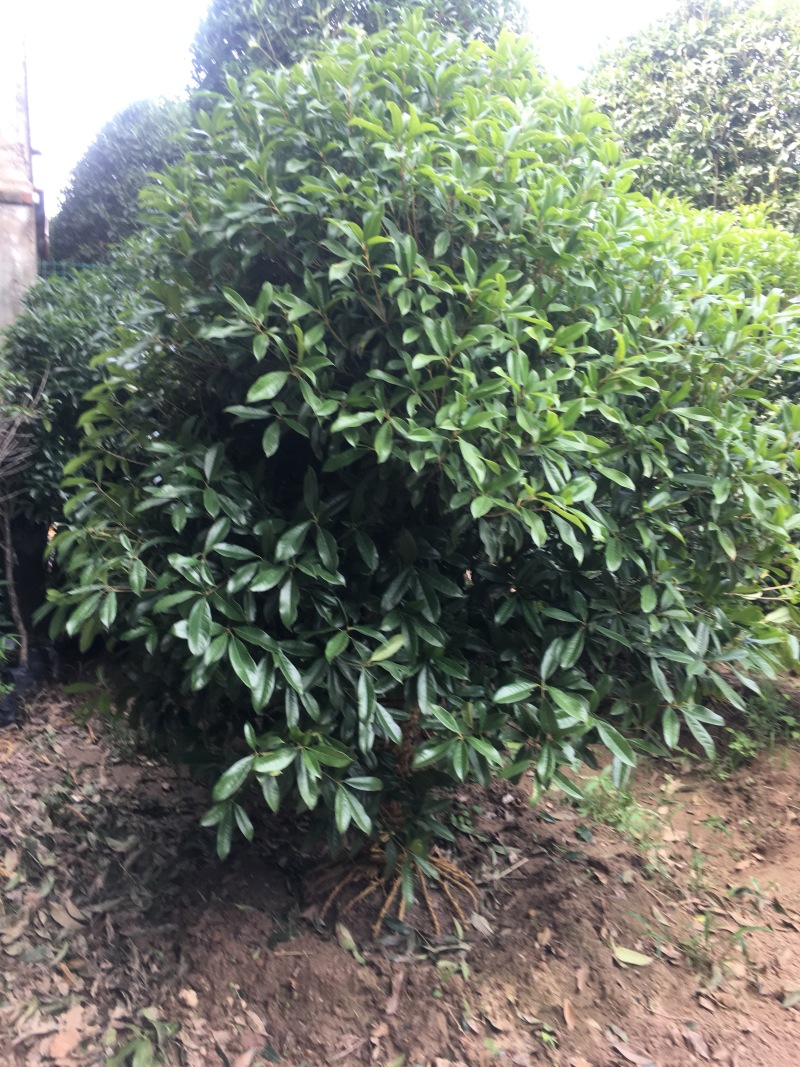 桂花树桂花丹桂金桂品种全规格齐全