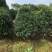 桂花树桂花丹桂金桂品种全规格齐全