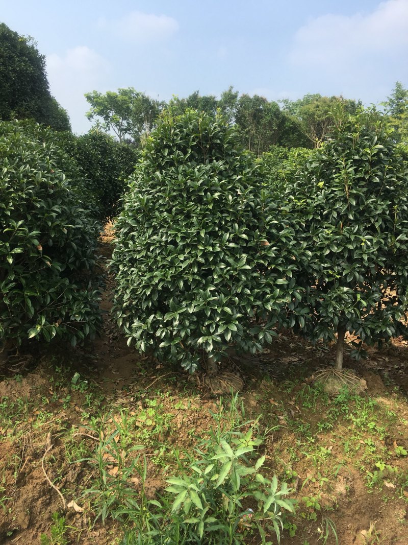 桂花树桂花丹桂金桂品种全规格齐全