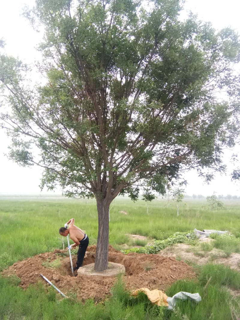 国槐，行道路树，树形优美，质量保障，基地供应