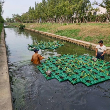 生态浮岛河道水质净化降低氮磷含量大型水上公园