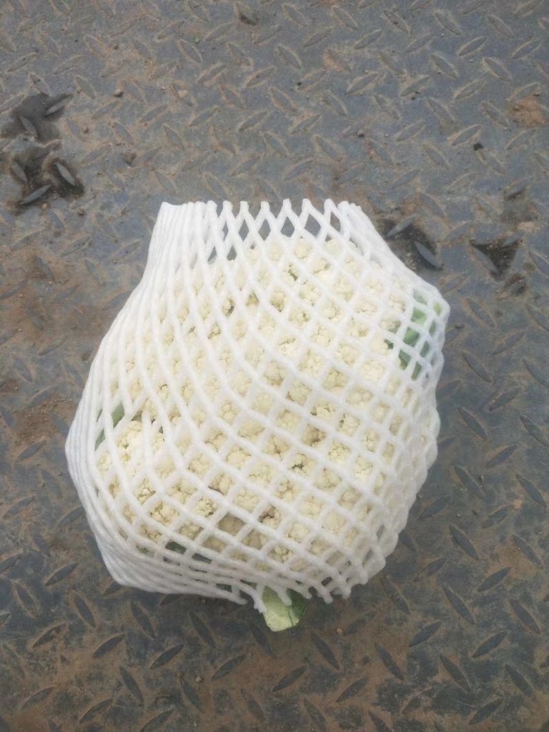 新鲜散花菜，白，花型好