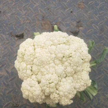 新鲜散花菜，白，花型好