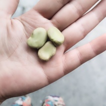 厂家直销精选一级中粒蚕豆，无杂，净货，食品级