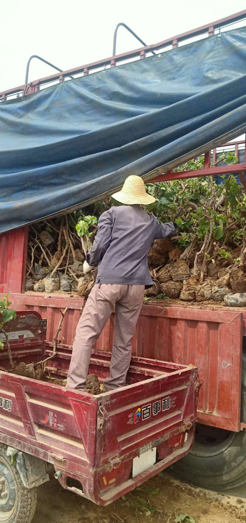 葡萄苗，，精品树形，基地供应，质量保障，诚信经营