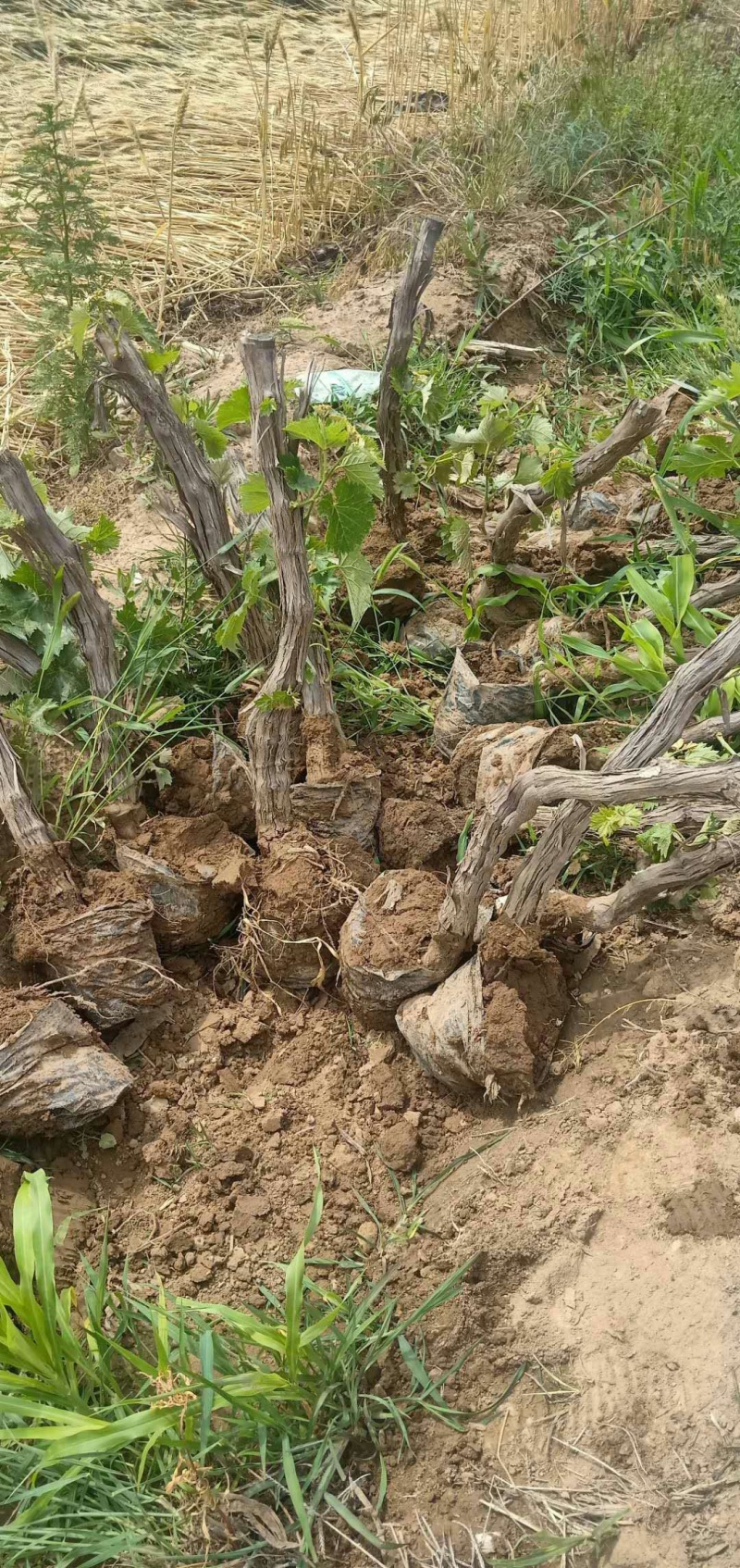 葡萄苗，，精品树形，基地供应，质量保障，诚信经营