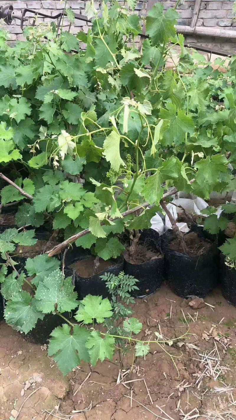 葡萄苗，，精品树形，基地供应，质量保障，诚信经营
