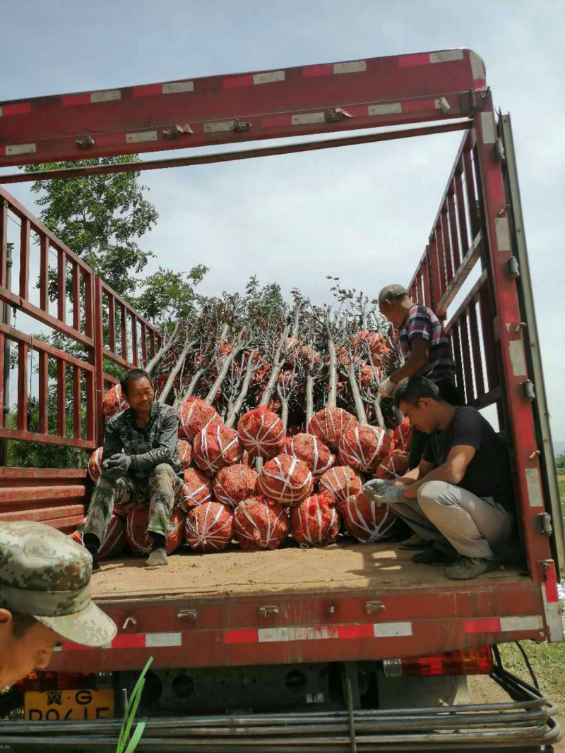 葡萄苗，，精品树形，基地供应，质量保障，诚信经营