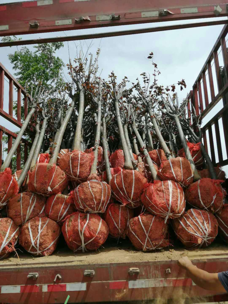 葡萄苗，，精品树形，基地供应，质量保障，诚信经营