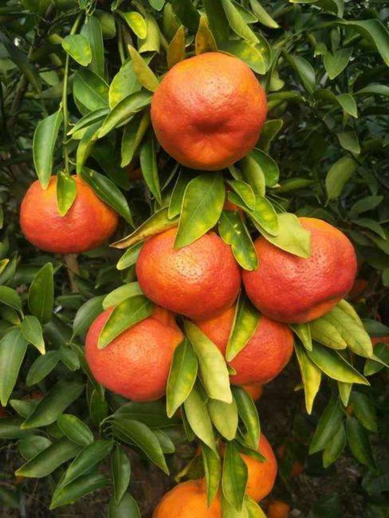 柑桔苗媛红椪柑苗塔罗科8号血橙脐橙苗质量保证假一赔十