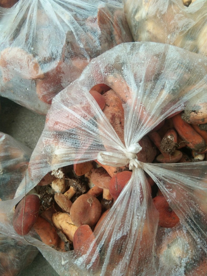 菌子奶将菌鲜脆美味可口美食