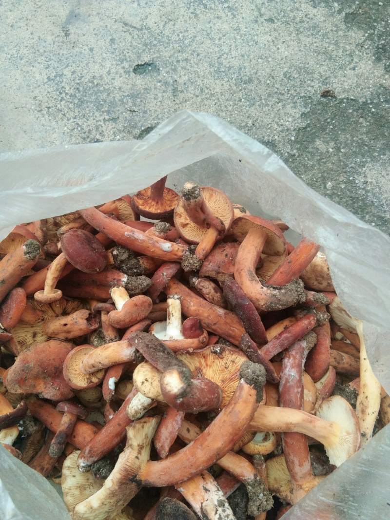菌子奶将菌鲜脆美味可口美食