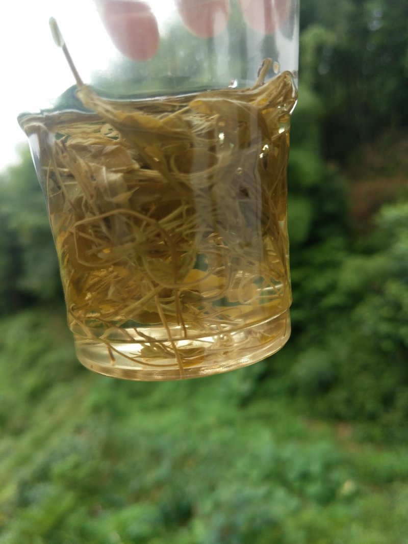 正宗野生藤茶莓茶、原生态藤茶